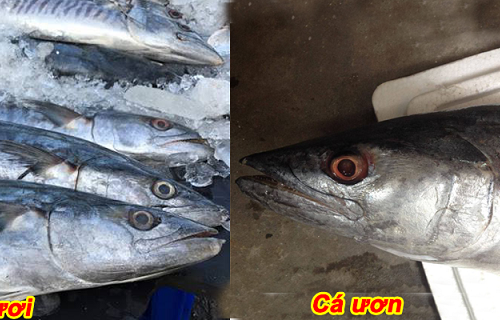 Chọn mua hải sản ở Sầm Sơn thế nào để đảm bảo tươi ngon
